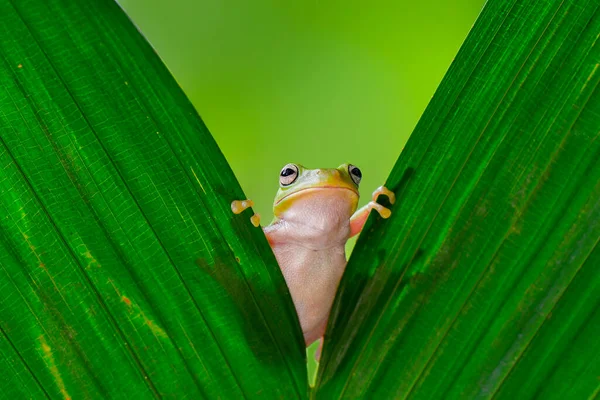 熱帯の庭の小枝の上のでこぼこの木のカエル — ストック写真