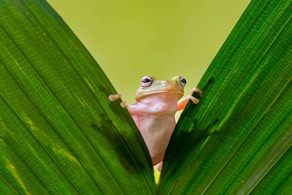 Dumpy Tree Frog Twigs Tropical Garden — Stock Photo, Image