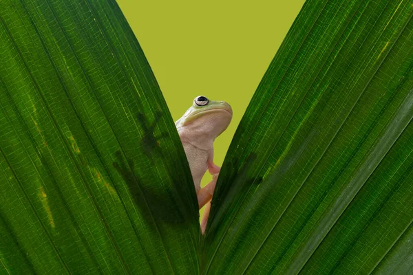 Dumpy Tree Frog Twigs Tropical Garden — Stock fotografie