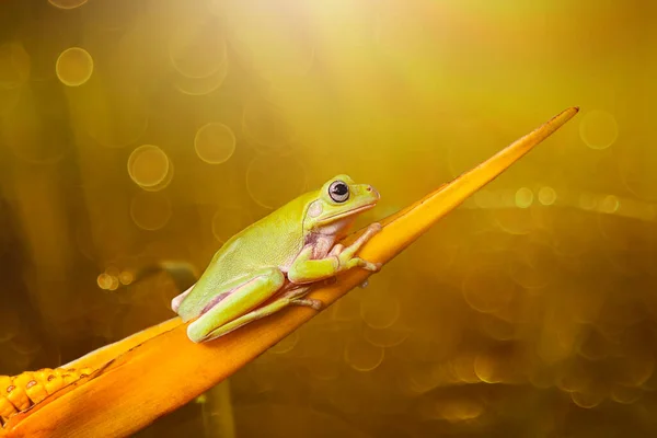 Tropikal bahçedeki dallar üzerinde bodur ağaç kurbağası