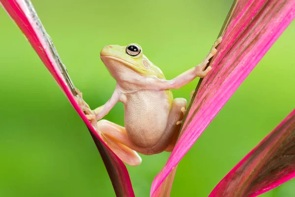 Dumpy Rana Árbol Agua Jardín Tropical — Foto de Stock