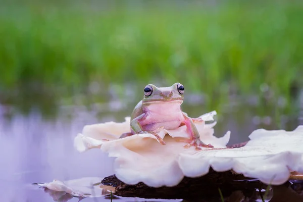 Dumpy Tree Frog Water Tropical Garden — Stock Photo, Image