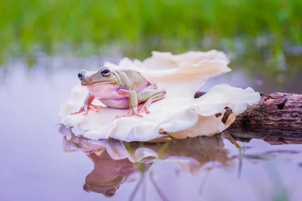 Dumpy Tree Frog Water Tropical Garden — Stock fotografie