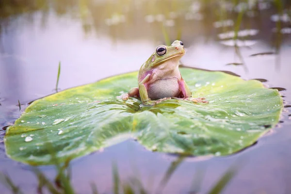 Grenouille Larvée Sur Eau Dans Jardin Tropical — Photo