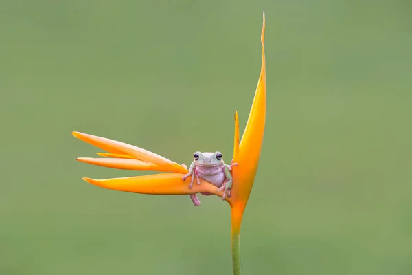 정원에 나뭇가지 개구리 — 스톡 사진