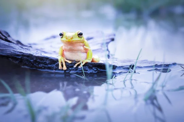 Dumpy Boomkikker Het Water Tropische Tuin — Stockfoto