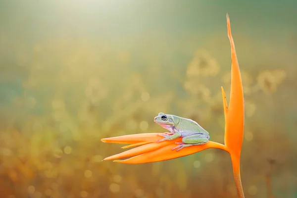 Dumpy Frog Flower — Stock fotografie