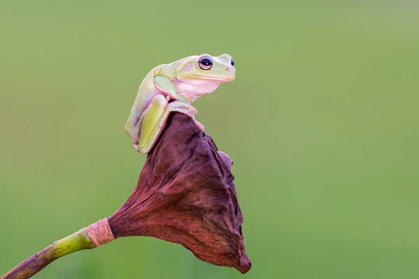 Dumpy Kikker Een Bloem — Stockfoto