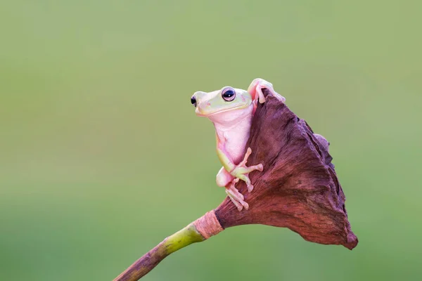 Dumpy Frog Flower — Stock fotografie