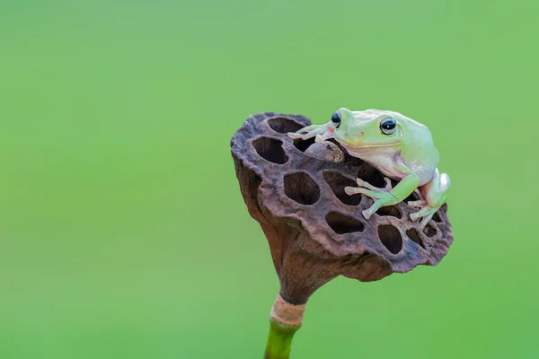 Çiçekteki Bodur Kurbağa — Stok fotoğraf