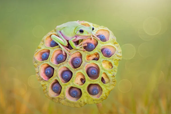 Dumpy Frog Flower — Stock fotografie