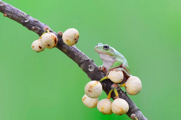 Dumpy Kikker Een Bloem — Stockfoto