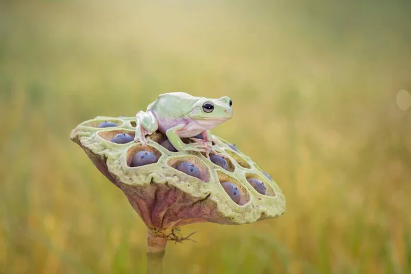 Çiçekteki Bodur Kurbağa — Stok fotoğraf