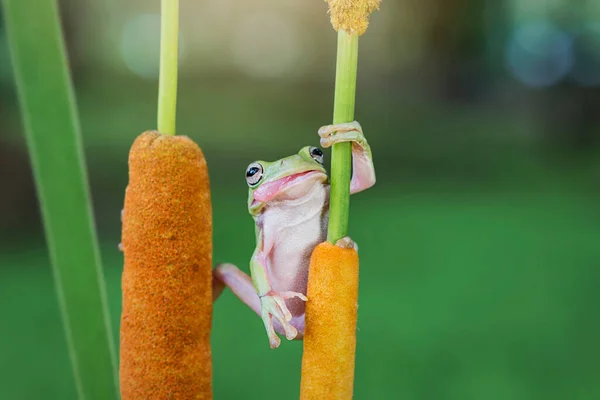 Sapo Gordo Uma Flor — Fotografia de Stock