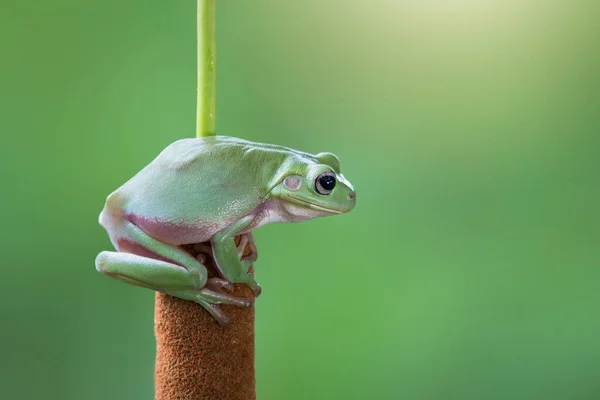 Dumpy Frog Flower — Stock Photo, Image