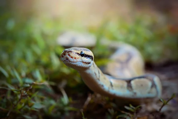 Palla Phiton Serpenti Nel Cespuglio Una Foresta Tropicale — Foto Stock