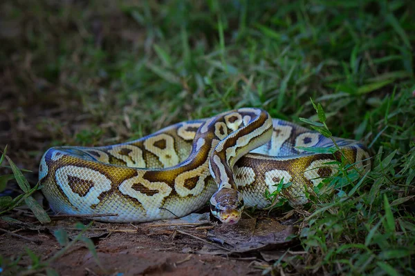 Bola Phiton Cobras Arbusto Uma Floresta Tropical — Fotografia de Stock