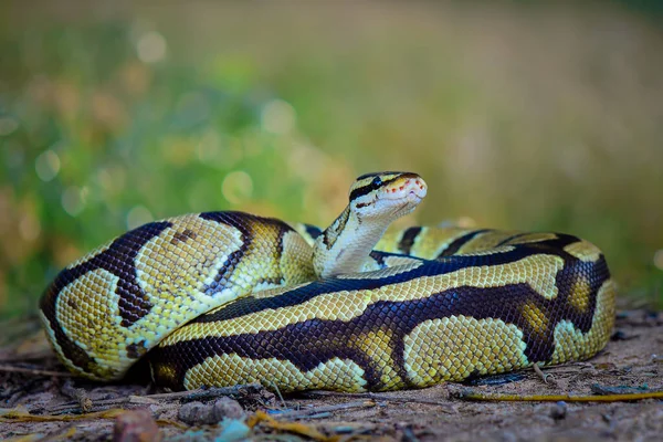 Palla Phiton Serpenti Nel Cespuglio Una Foresta Tropicale — Foto Stock