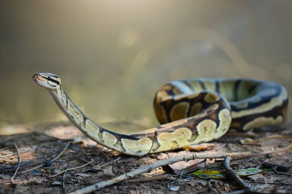 Palla Phiton Serpenti Nel Cespuglio Una Foresta Tropicale — Foto Stock