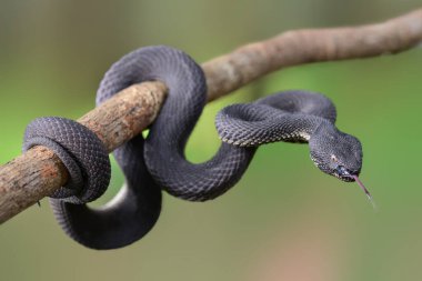 Trimeresurus purporeomaculatus / Mangrove Viperidae familyasından, mangrove ormanlarında (mangrove) bulunmayı seven yılanlardan biri. Sumatra 'daki Endonezya yılanlarından biri geceleri aktiftir (nocturnal).