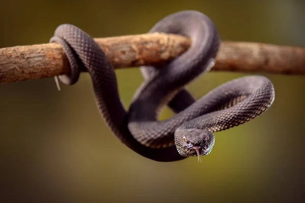 苏门答腊的一条印度尼西亚蛇在夜间活动 夜间活动 这条蛇是一种生活在红树林 红树林 中的蛇 — 图库照片