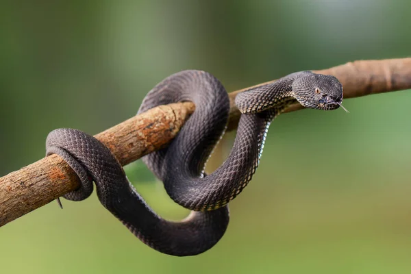 Trimeresurus purporeomaculatus / Mangrove Viperidae familyasından, mangrove ormanlarında (mangrove) bulunmayı seven yılanlardan biri. Sumatra 'daki Endonezya yılanlarından biri geceleri aktiftir (nocturnal).