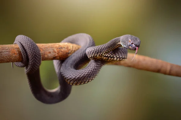 Trimeresurus Purporeomaculatus Mangrove Viperマングローブの森にいるのが好きな家族Viperidae マングローブ のヘビの1つスマトラ島のインドネシアのヘビの1つは夜に活動しています 夜行性 — ストック写真