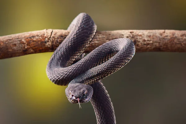 Trimeresurus purporeomaculatus / Mangrove Viperidae familyasından, mangrove ormanlarında (mangrove) bulunmayı seven yılanlardan biri. Sumatra 'daki Endonezya yılanlarından biri geceleri aktiftir (nocturnal).