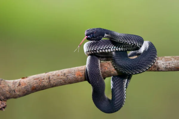 Trimeresurus Purporeomaculatus Mangrove Viper Uma Das Cobras Família Viperidae Que — Fotografia de Stock