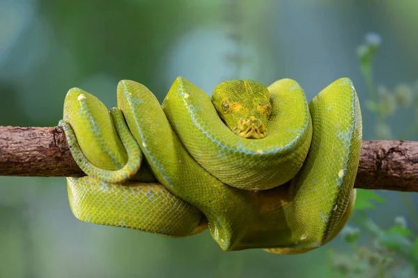 Templo Bandotan Tipo Serpiente Venenosa Tribu Crotalinae Esta Serpiente También —  Fotos de Stock