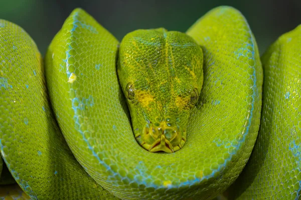 Python Verde Python Verde Caracterizado Por Uma Relação Relativamente Fina — Fotografia de Stock