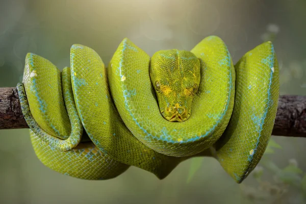 緑のPython 緑のPythonは比較的スリムな比が特徴です 尾はこの動物の全長の比較的14 である この動物の頭は大きく首からはっきり区別することができます — ストック写真