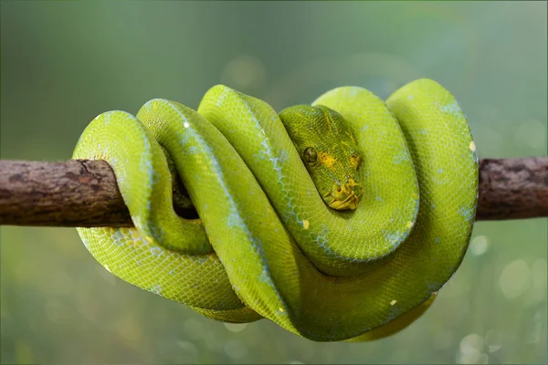 Python Verde Python Verde Caracterizado Por Uma Relação Relativamente Fina — Fotografia de Stock