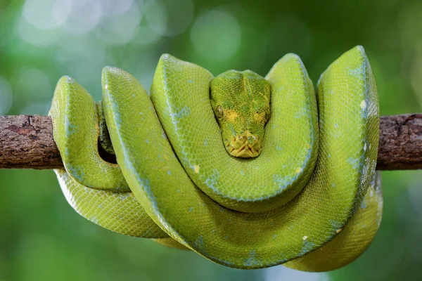 Python Verde Python Verde Caracterizado Por Uma Relação Relativamente Fina — Fotografia de Stock