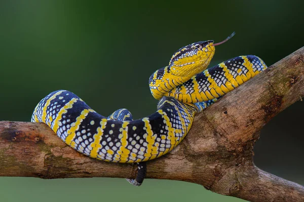 Bandotan Temple Type Poisonous Tree Snake Crotalinae Tribe Snake Also — Stock Photo, Image
