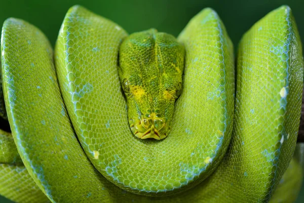 Python Verde Caracterizado Por Uma Relação Relativamente Fina Sua Cauda — Fotografia de Stock