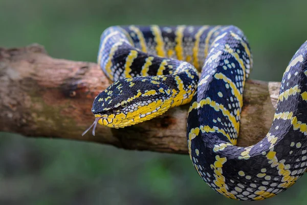 Serpente Velenoso Wagler Nel Giardino Tropicale — Foto Stock