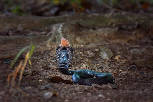Serpent Cobra Dans Jardin Tropical — Photo
