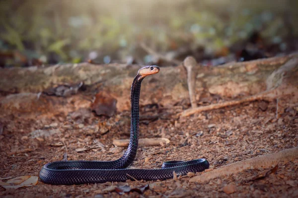 Serpente Cobra Nel Giardino Tropicale — Foto Stock