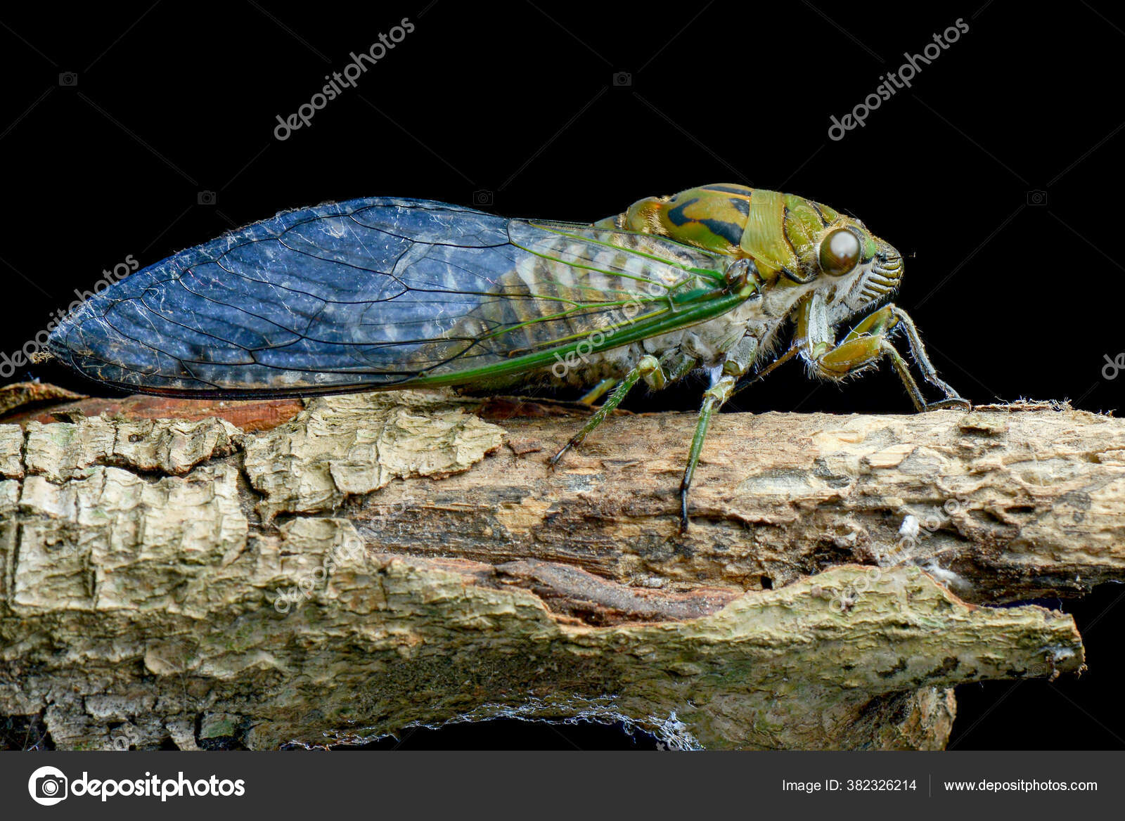 Cicadidae White Background Macro Photography Stock Photo by ©bp1181dy
