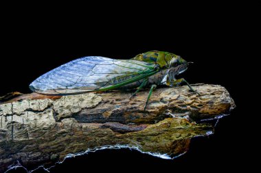 Beyaz arka planda Cicadidae, makro fotoğrafçılık