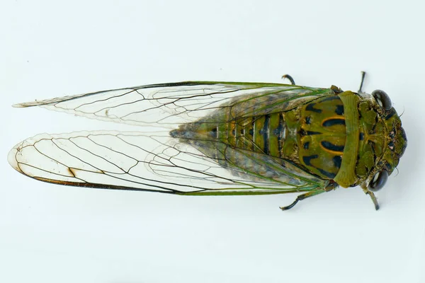 Cicadidae Vit Bakgrund Makrofotografier — Stockfoto