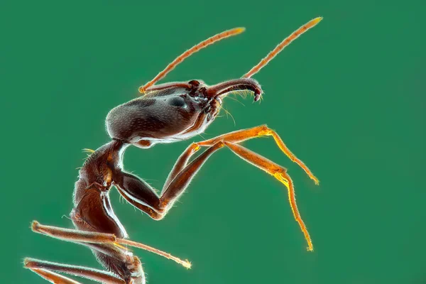 Extreme Makro Das Gesicht Der Ameisen Mit Makro Techniken — Stockfoto