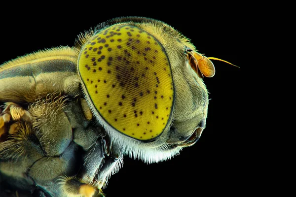 Macro Estremo Volto Dei Moscerini Della Frutta Utilizzando Tecniche Macro — Foto Stock