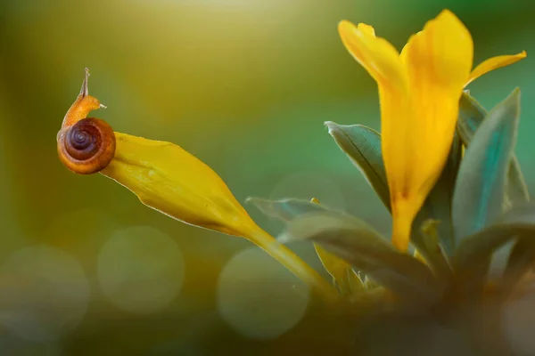 Vackra Sniglar Ovanför Blommor Tropisk Trädgård — Stockfoto