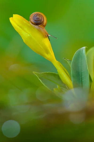 Hermosos Caracoles Sobre Flores Jardín Tropical —  Fotos de Stock