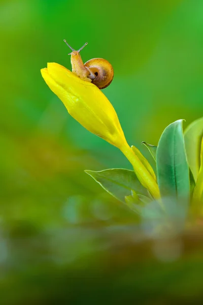 Belos Caracóis Acima Das Flores Jardim Tropical — Fotografia de Stock