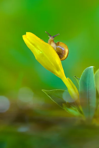 Vackra Sniglar Ovanför Blommor Tropisk Trädgård — Stockfoto