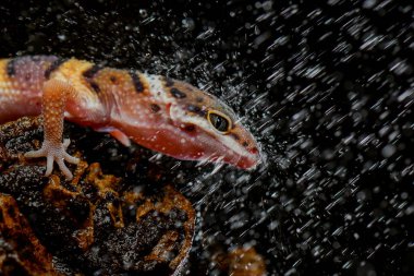 Leopar kertenkelesi siyah fırında, leopar kertenkelesinin yansıması