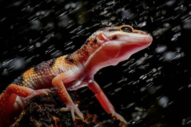 Leopar kertenkelesi siyah fırında, leopar kertenkelesinin yansıması